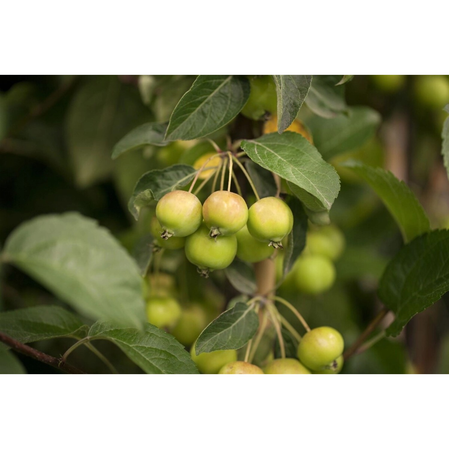 Zierapfel 'Golden Hornet' mit gelb-grünen Früchten und grünen Blättern.