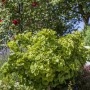 Ginkgo Biloba Mariken Fächerblattbaum, 120 cm Stammhöhe, mit grünen Blättern im Garten.