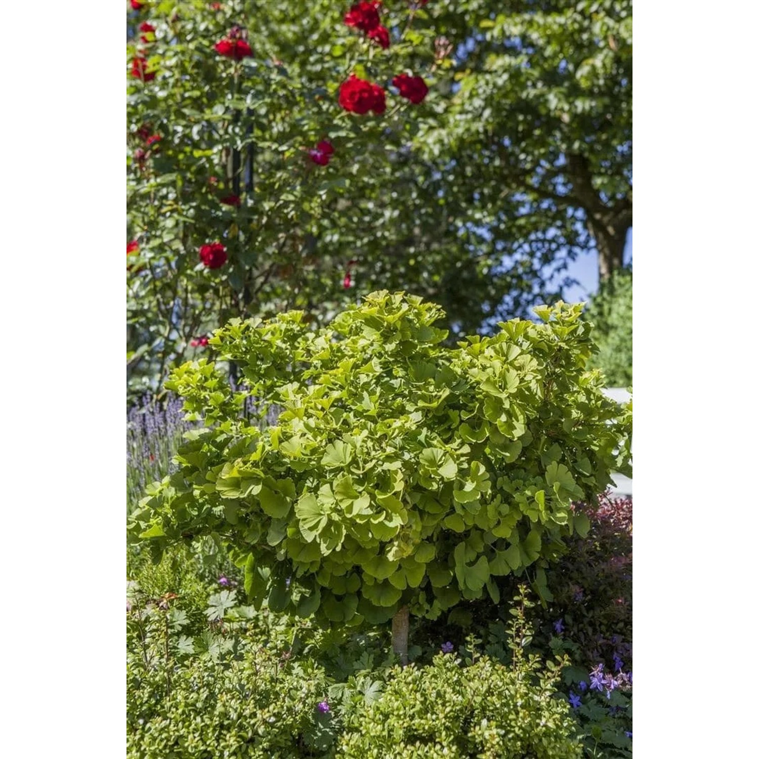 Ginkgo Biloba Mariken Fächerblattbaum, 120 cm Stammhöhe, mit grünen Blättern im Garten.