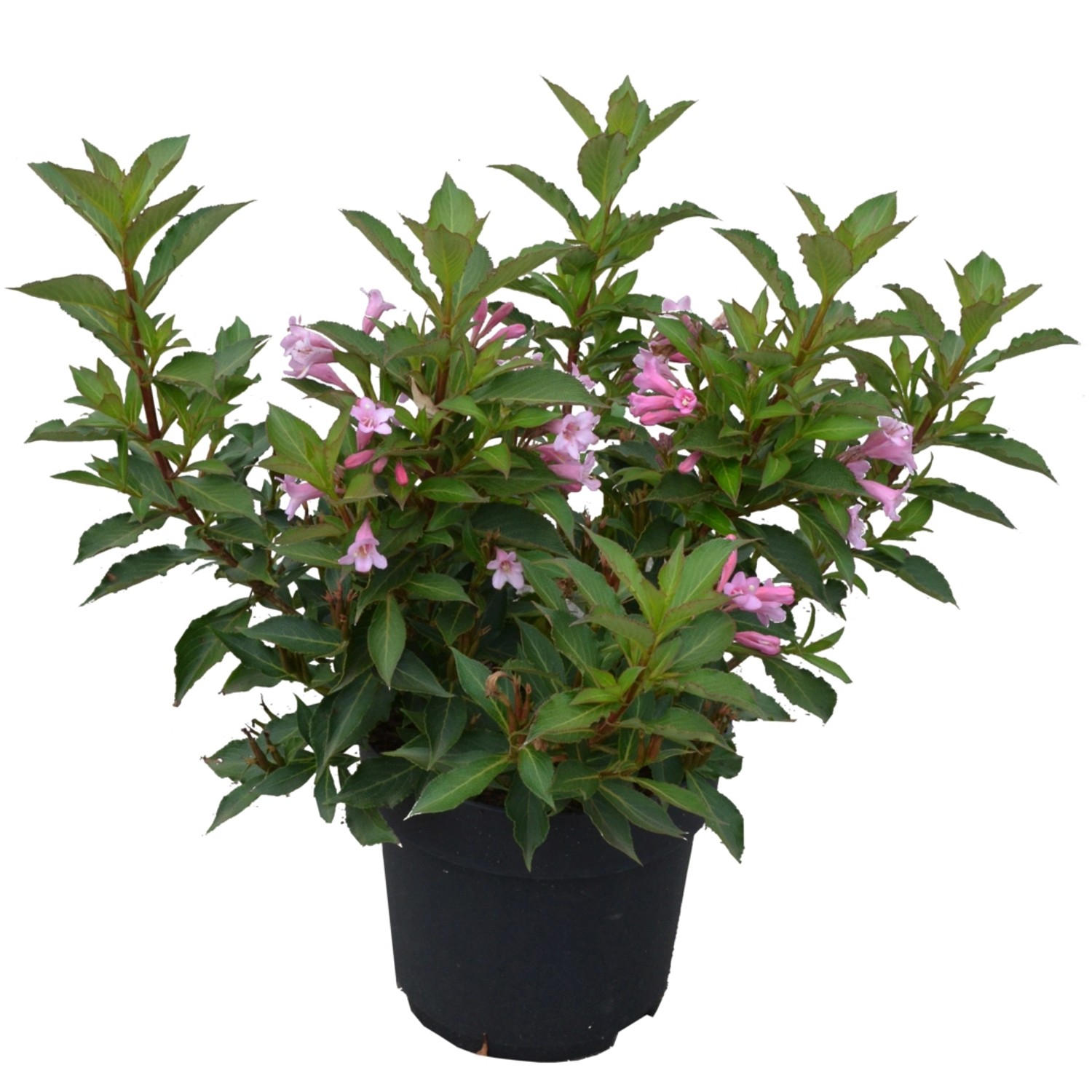 Weigelie Pink Poppet Höhe ca. 5060 cm Topf ca. 6 l Weigela florida