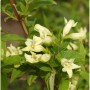 Nahaufnahme der gelb blühenden Weigelie (Weigela middendorffiana) mit grünen Blättern.