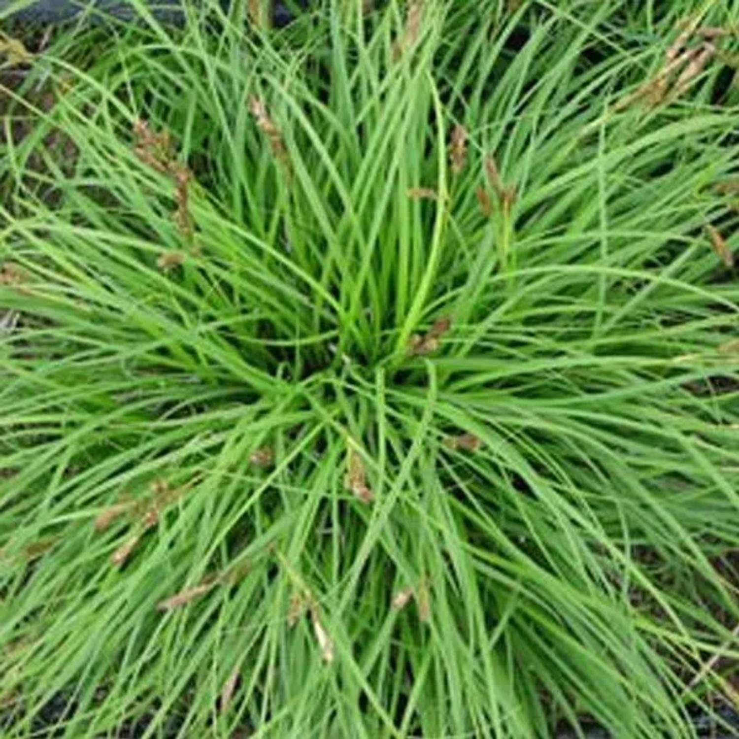 6 x Segge 'The Beatles' Carex caryophyllea Topf 9cm Immergrün