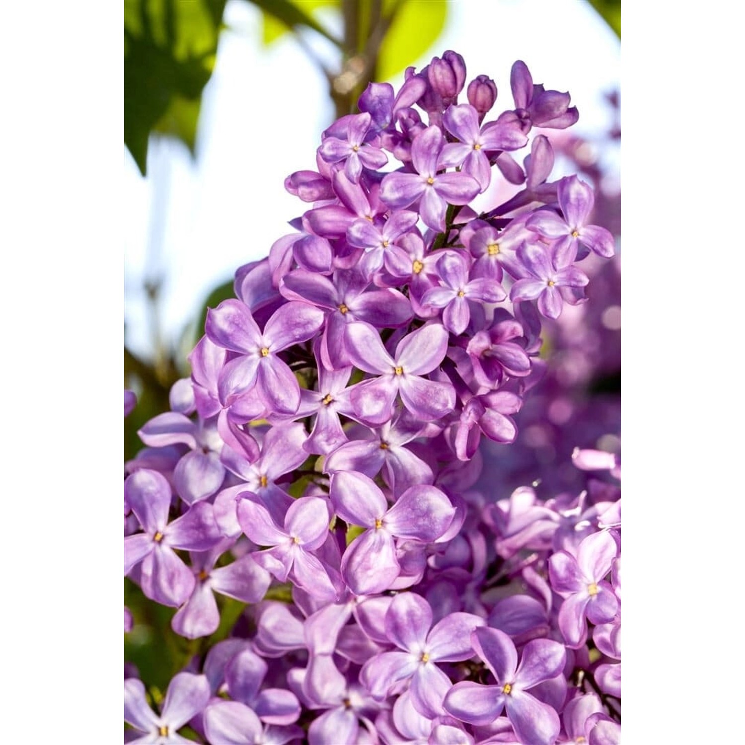 Syringa Vulgaris Flieder 'Princesse Sturdza' 100 cm Stammhöhe günstig online kaufen