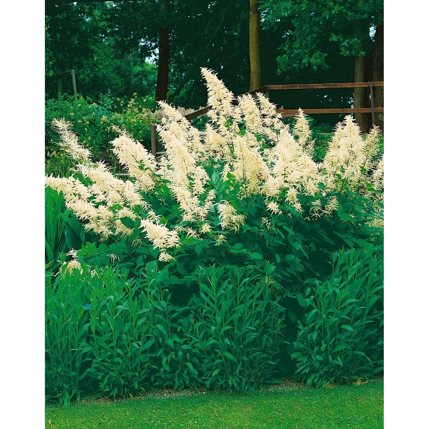 Aruncus Sinensis Zweiweltenkind Chinesische Geißbart Ca. 9x9 cm Topf günstig online kaufen
