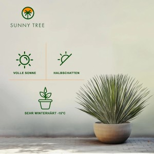 Winterharte Yucca Rostrata Palmlilie im Topf, geeignet für Garten und Terrasse.