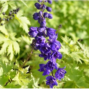 Hoher Rittersporn Schildknappe - Delphinium elatum