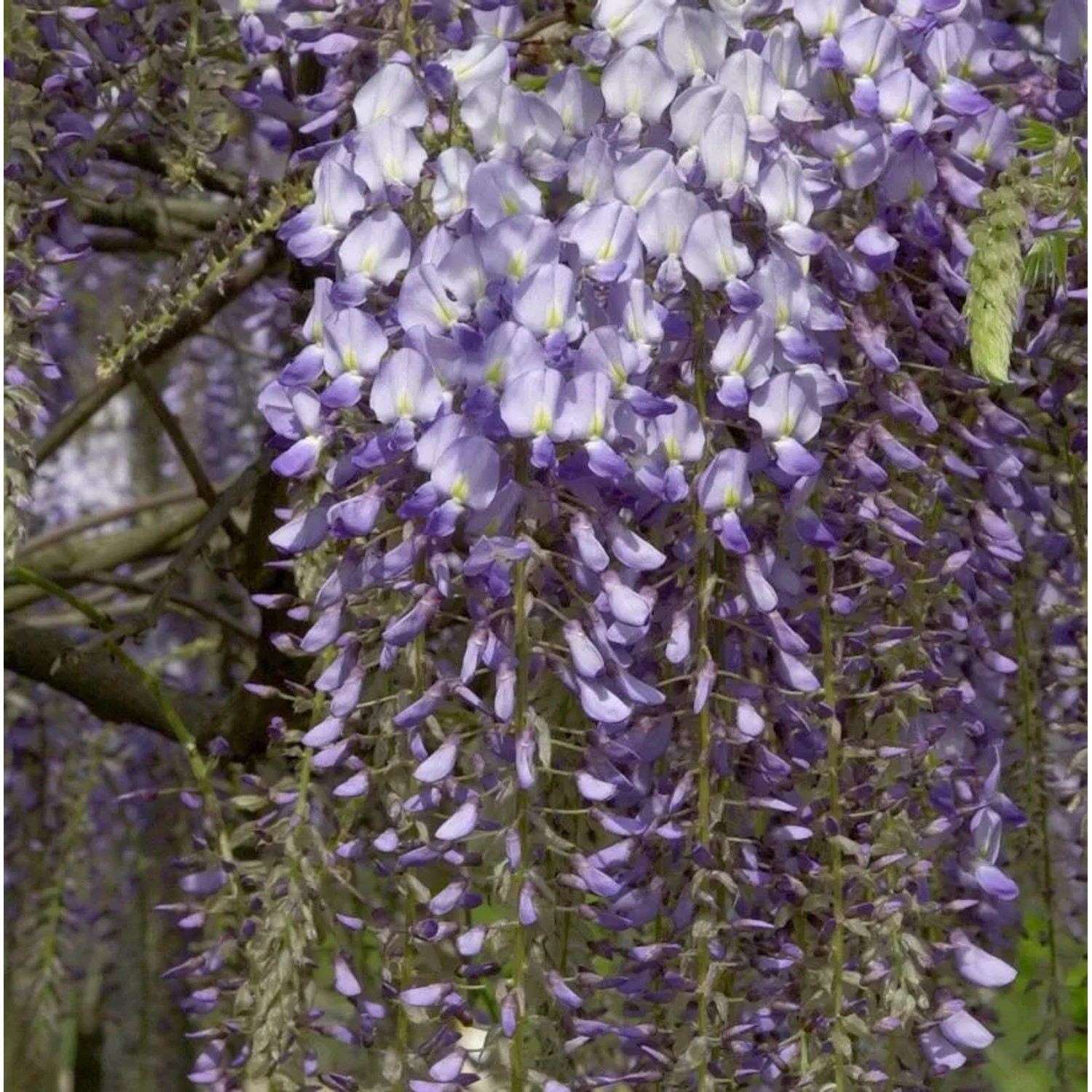 Blauregen Blue Dream 60-80cm - Wisteria floribunda