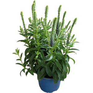 GROW by OBI Ähriger Ehrenpreis Blau Topf-Ø ca. 13 cm Veronica spicata