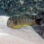 Malawi-Buntbarsch im Aquarium. JBL Pronovo Malawi Flakes M Fischfutter für Cichliden.