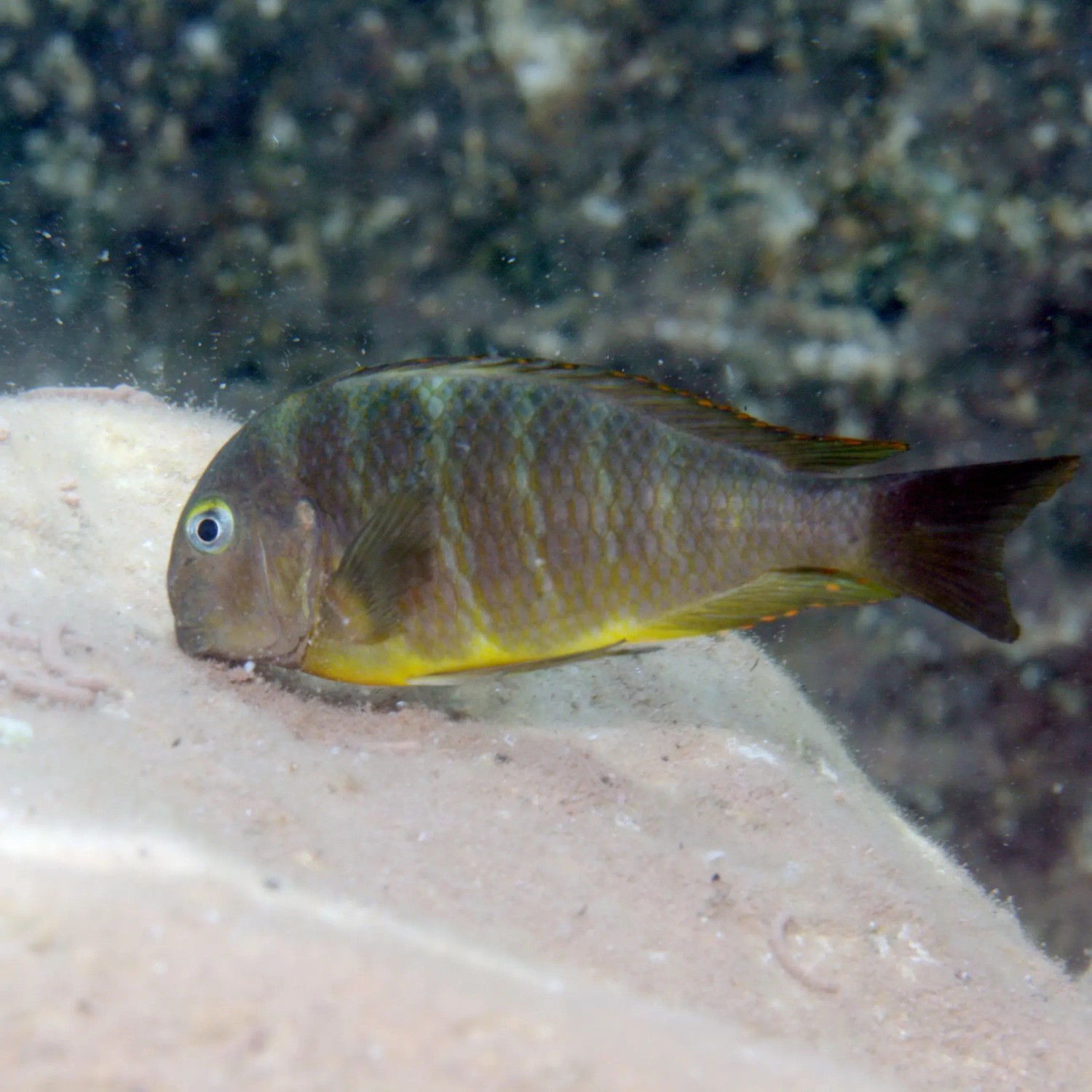 Malawi-Buntbarsch im Aquarium. JBL Pronovo Malawi Flakes M Fischfutter für Cichliden.