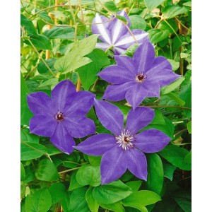 Nahaufnahme der violetten Clematis Hybride 'Elsa Späth' mit grünen Blättern.