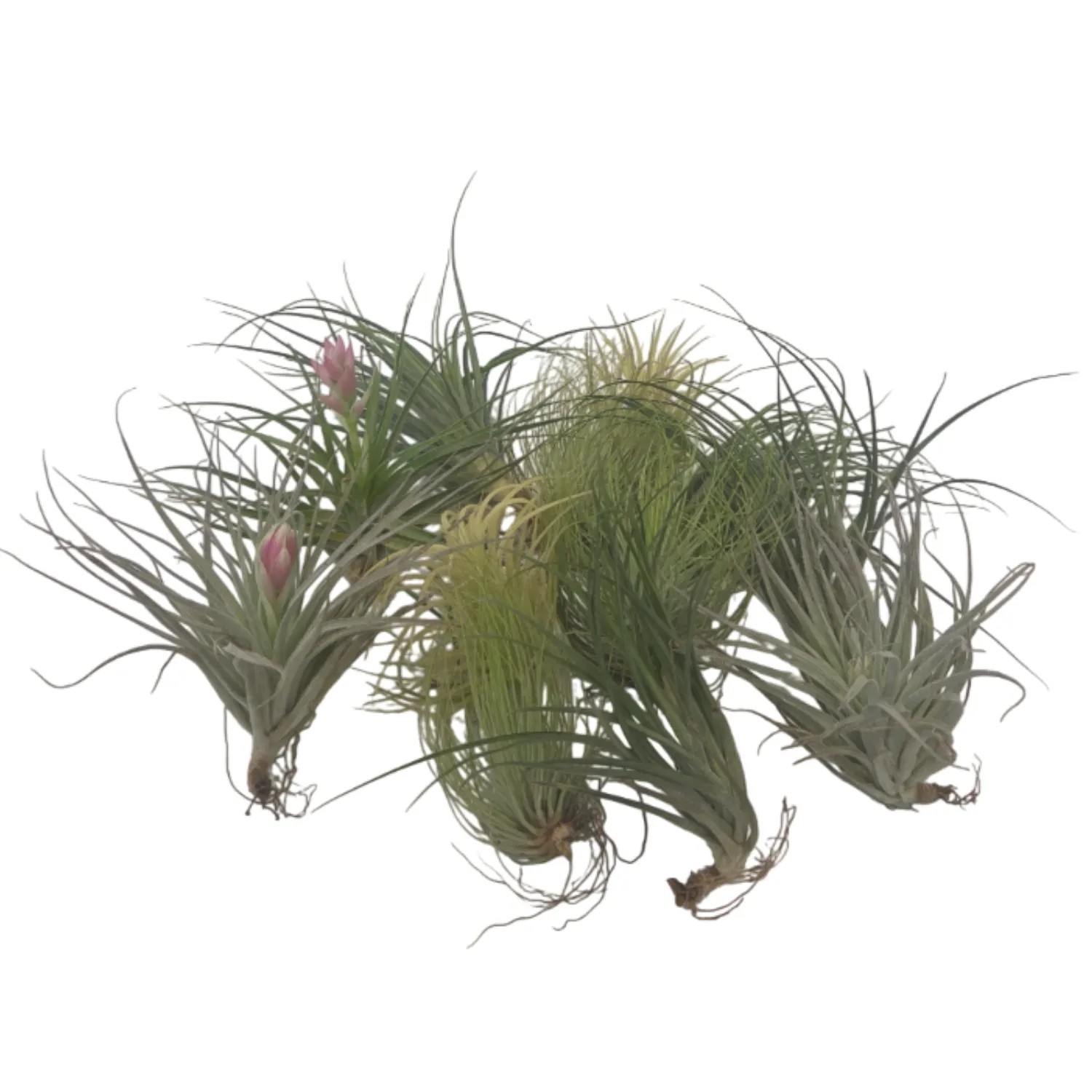 Plant In A Box Tillandsien Luftpflanzen X12 Tillandsia Höhe 5cm Ø5 Grün