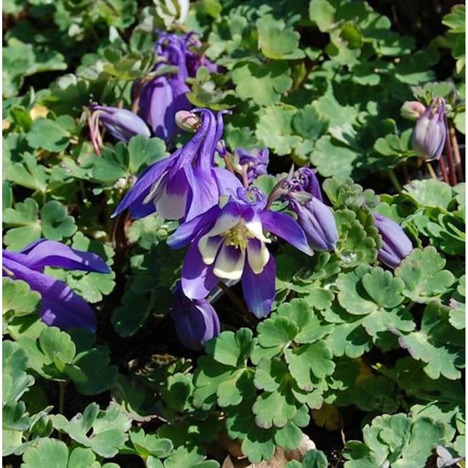 Zwergakelei Spring Magic Blau-Weiß - Aquilegia flabellata günstig online kaufen