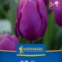 Kiepenkerl Blumenzwiebel Einfache frühe Tulpe Purple Prince 7 Stück_2