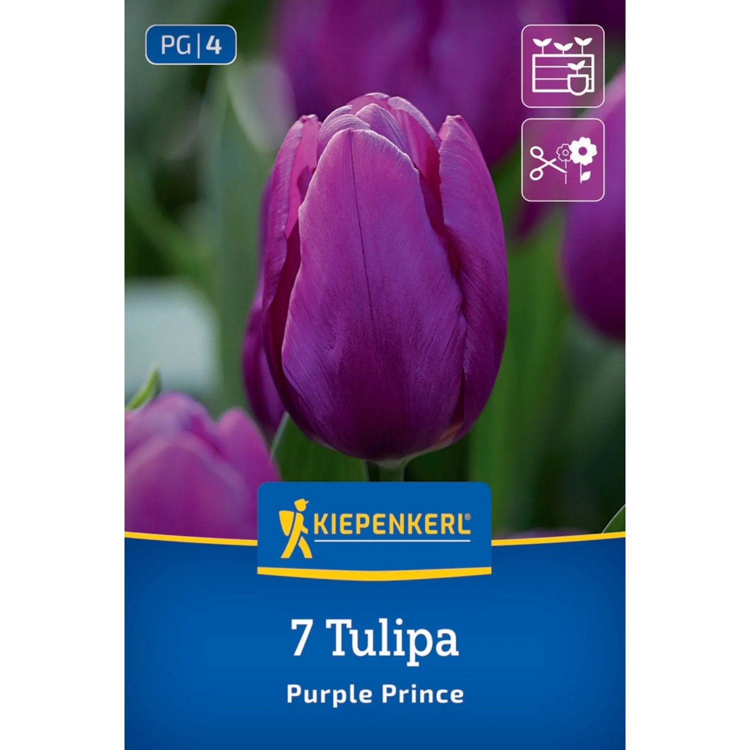 Kiepenkerl Blumenzwiebel Einfache frühe Tulpe Purple Prince 7 Stück_2