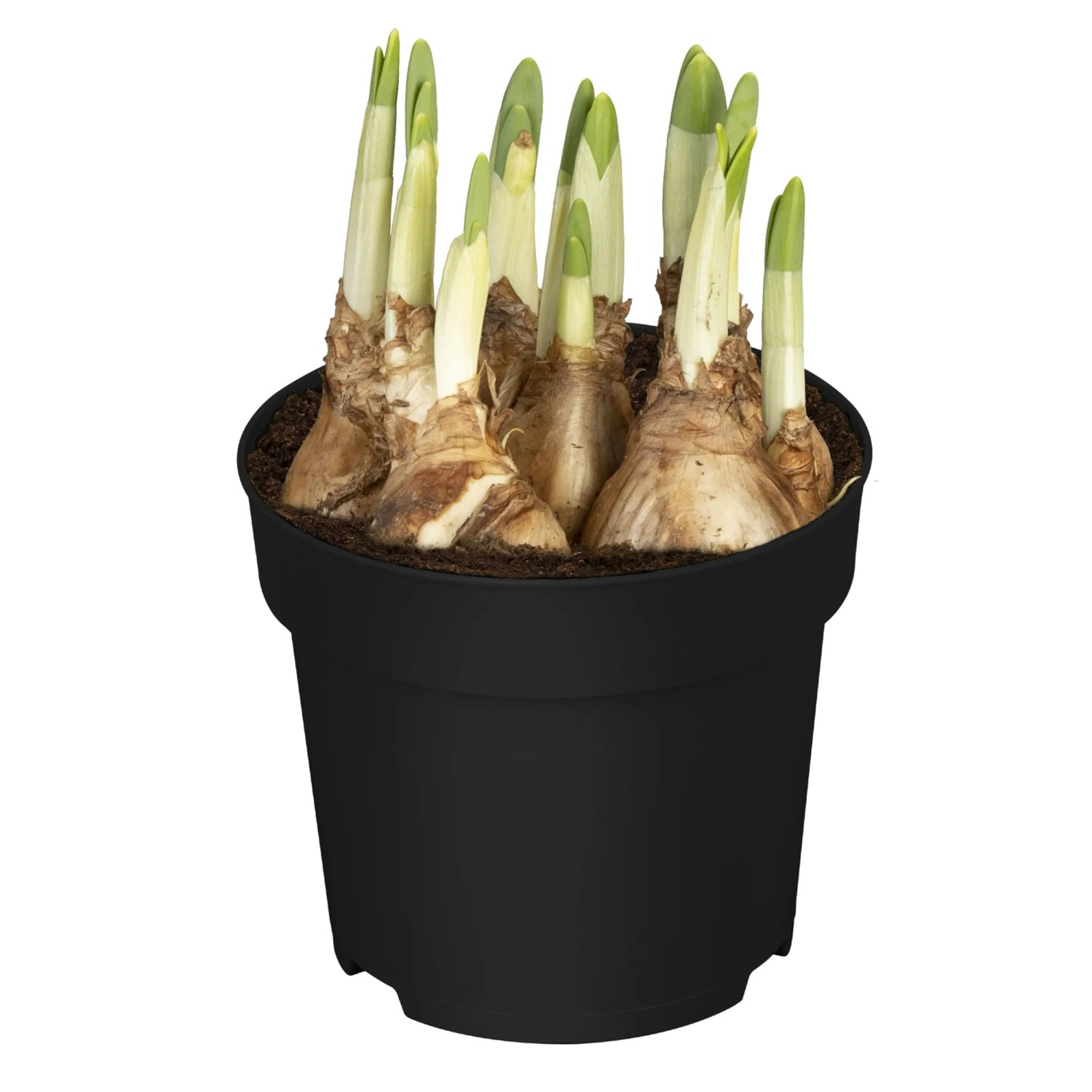 Narzisse Exclusiv verschiedene Farben Topf-Ø ca. 12 cm Narcissus
