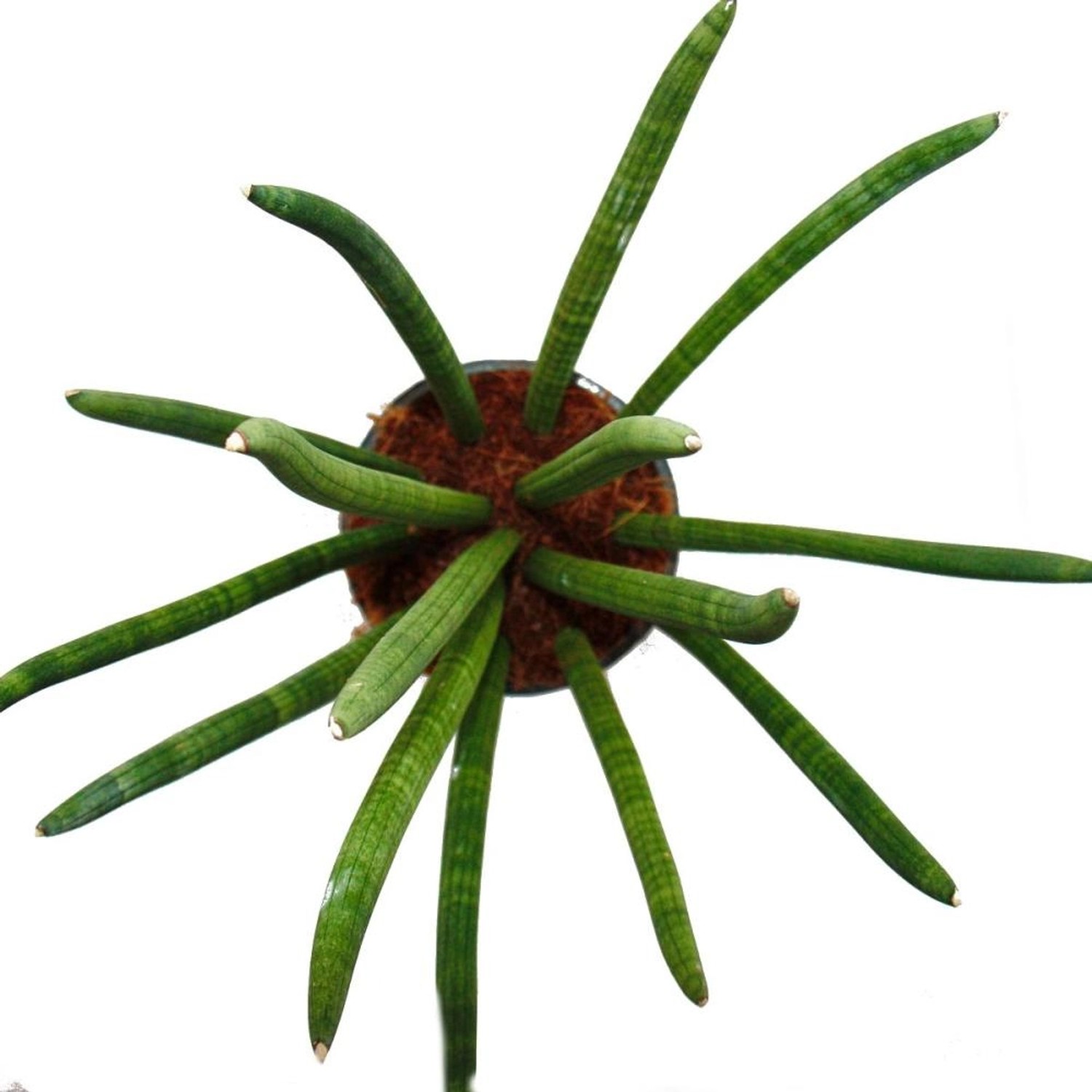 Exotenherz Sansevieria Cylindrica SolitärPflanze 19cm Topf kaufen bei OBI
