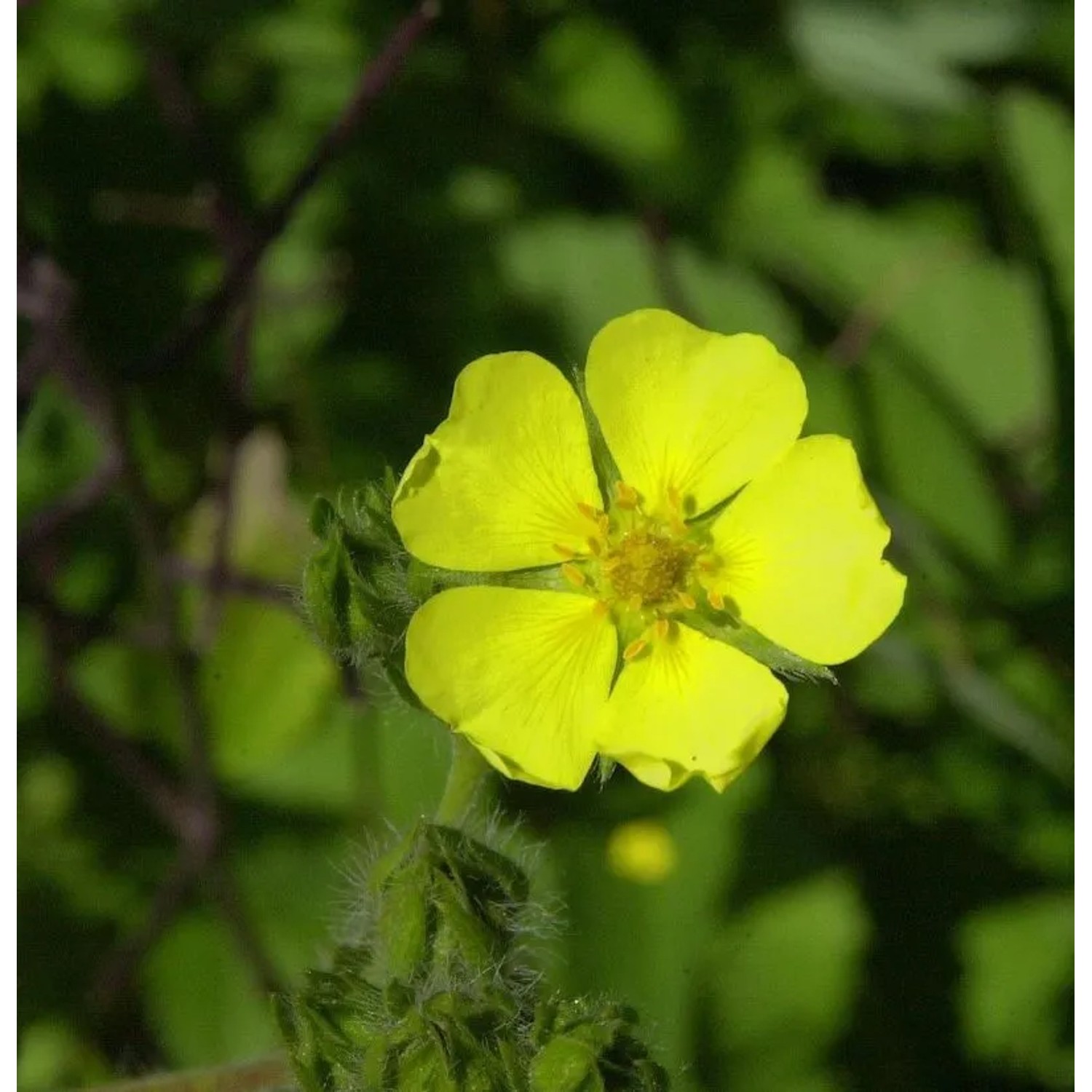 Aufrechtes Fingerkraut - Potentilla recta