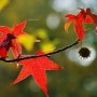 Nahaufnahme von roten Blättern und Fruchtstand des Kugel-Amberbaums.