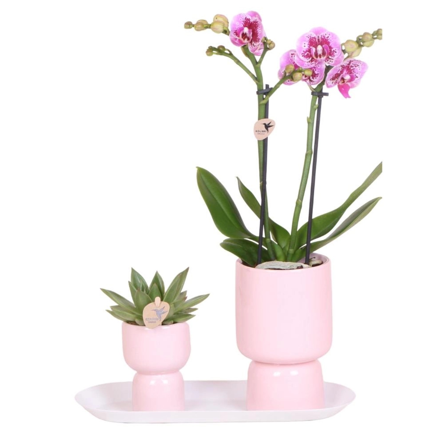 Kolibri Set aus Rosa gefleckter Orchidee & Sukkulente auf Weißem Tablett