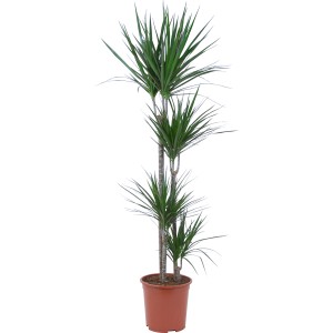 Drachenbaum (Dracaena marginata) mit 4 Stämmen im braunen Topf.