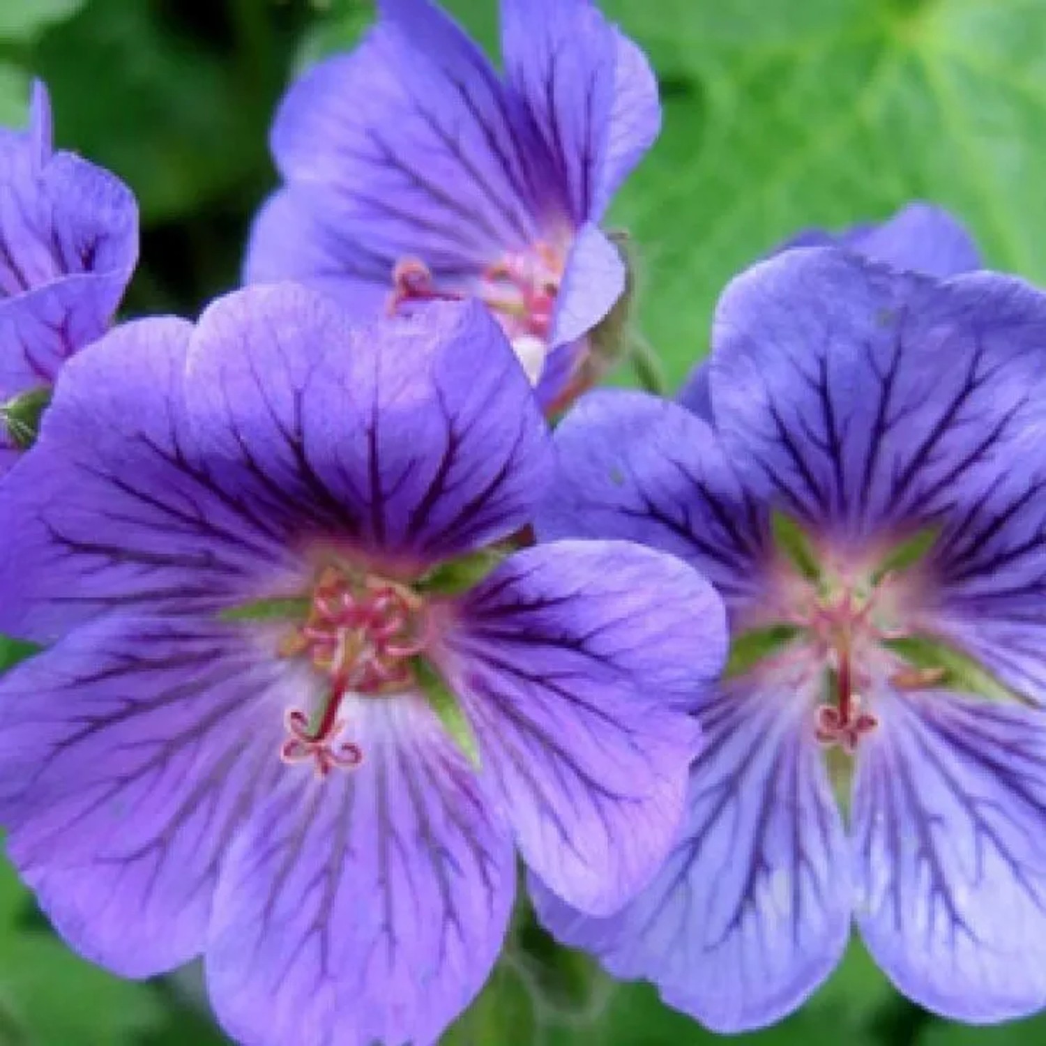 6 x Storchschnabel 'Blue Blood' Geranium Topf 9cm Dunkelblaue Blüten