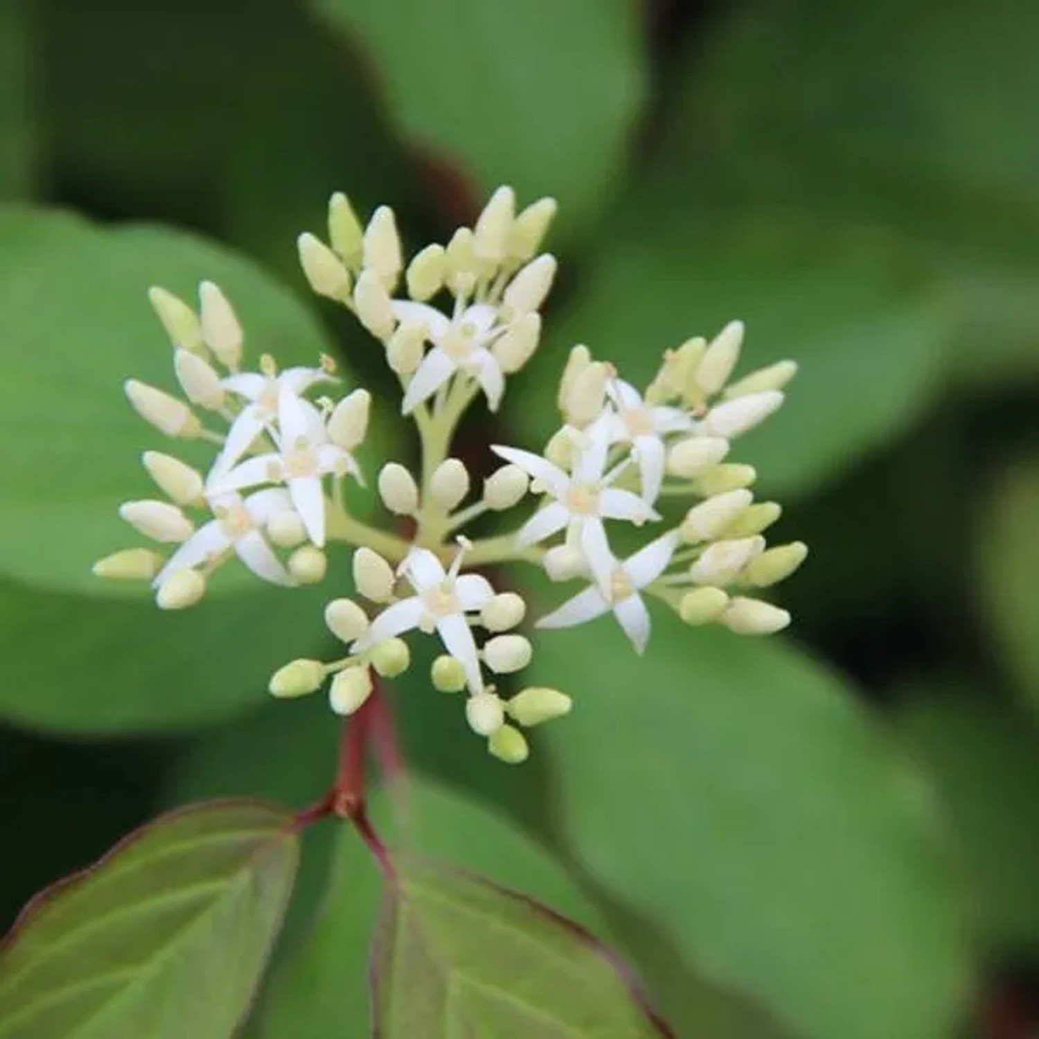 Hartriegel 'Winter Beauty' Cornus sanguinea 60 bis 80 cm im Container Leuchtende Herbstfärbung