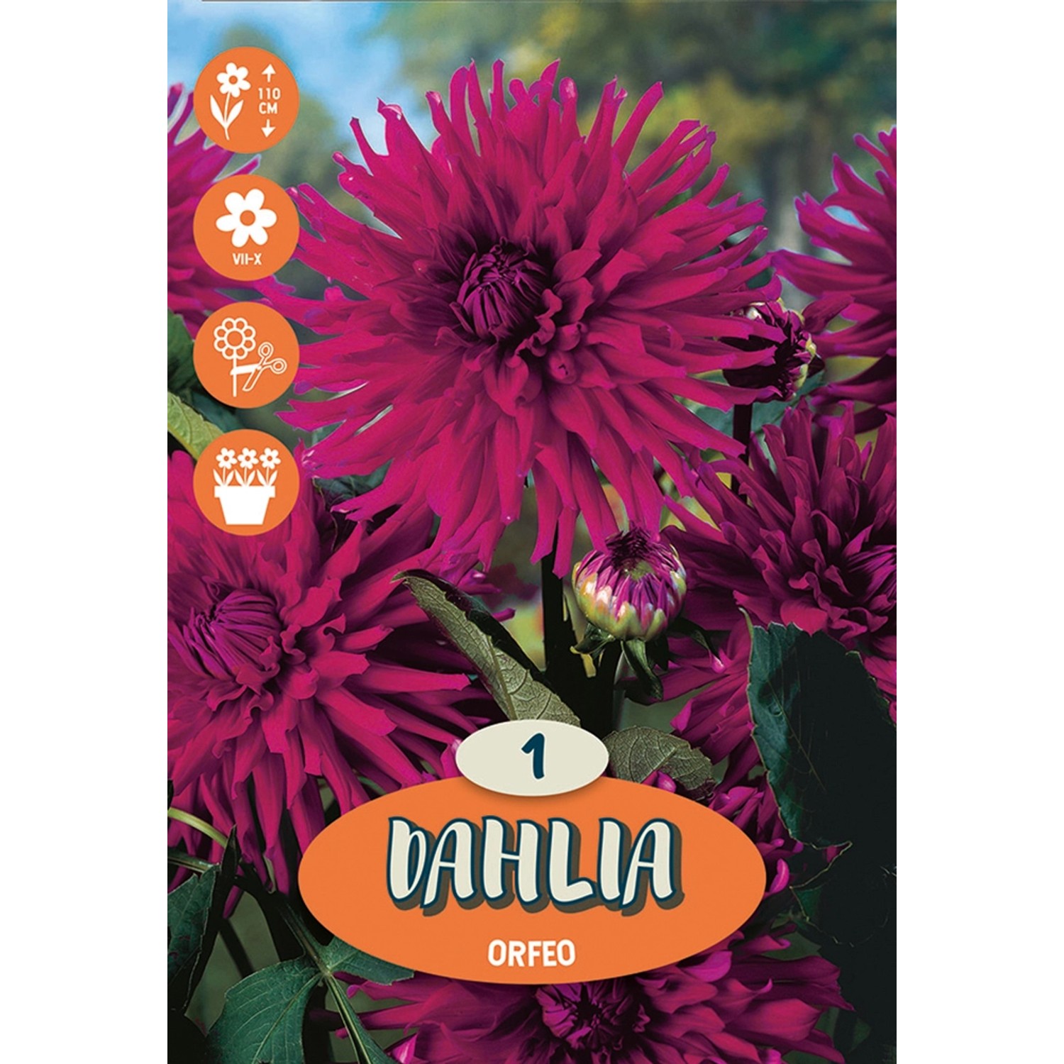 Dahlien "Orfeo" Lila kaufen bei OBI