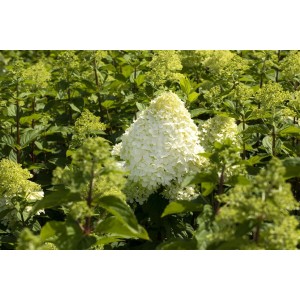 Rispenhortensie Grandiflora, 100-125 cm, mit cremeweißen Blüten im Garten.