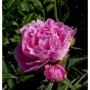 Nahaufnahme einer rosa Edelpfingstrose 'Dr Alexander Fleming' im Garten.