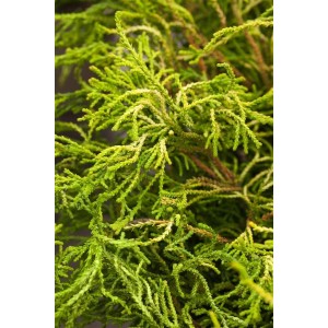 Detailaufnahme der gelbgrünen Chamaecyparis Obtusa Gitte (Hinoki-Scheinzypresse), Strauch.