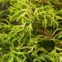 Detailaufnahme der gelbgrünen Chamaecyparis Obtusa Gitte (Hinoki-Scheinzypresse), Strauch.