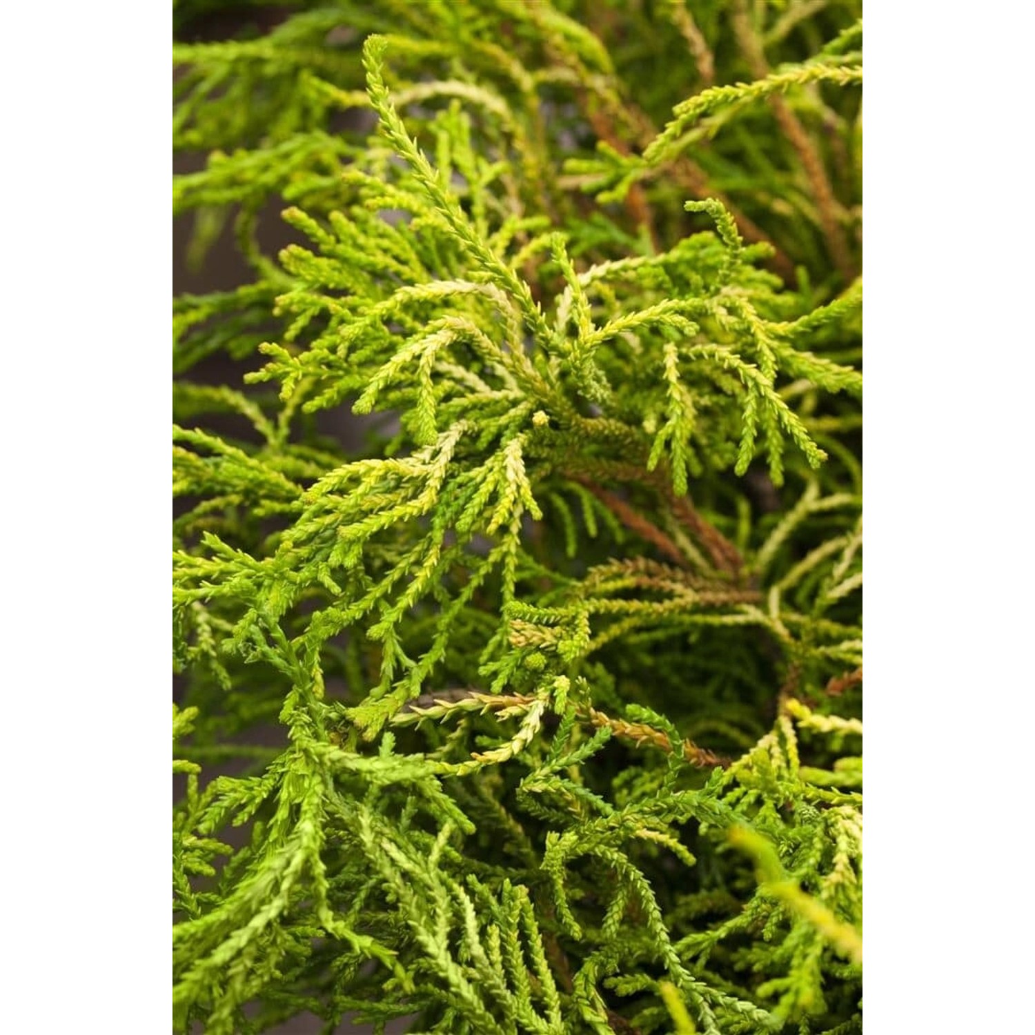 Chamaecyparis Obtusa Gitte Hinoki-Scheinzypresse Gelbgrün 15–20 cm günstig online kaufen