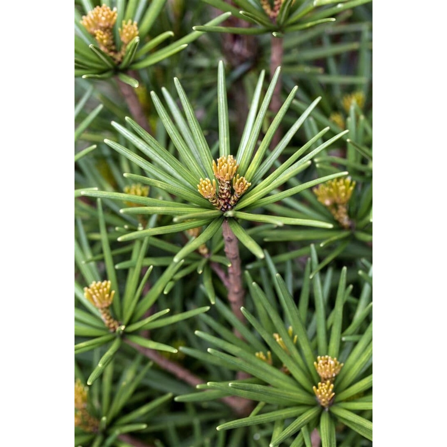 Sciadopitys Verticillata Beauty Green Japanische Schirmtanne 110–120 cm günstig online kaufen