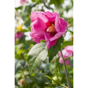 Nahaufnahme einer leuchtend pinken Roseneibisch-Blüte (Hibiscus Syriacus) mit grünen Blättern.