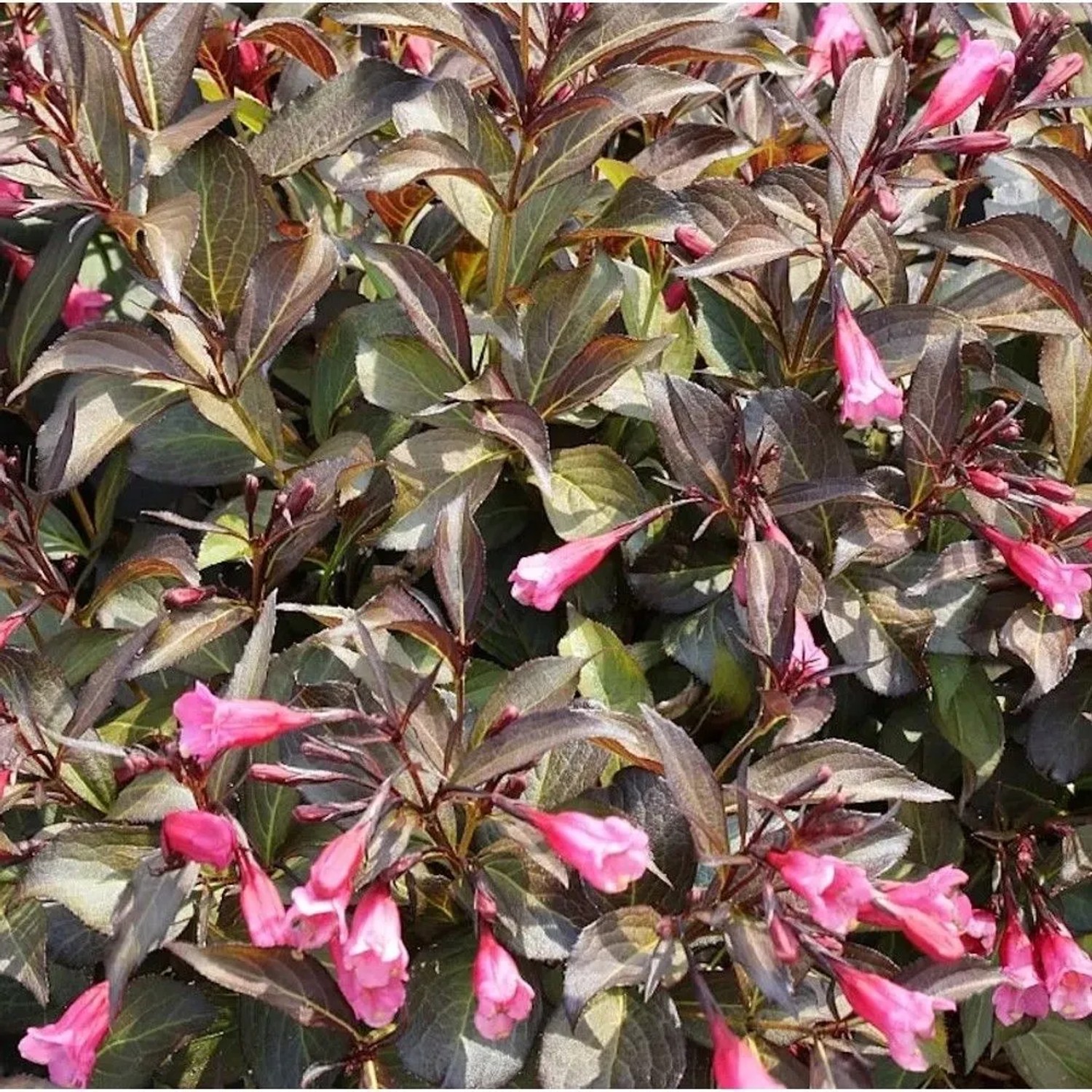 Weigelie Alexandra 40-60cm - Weigela florida