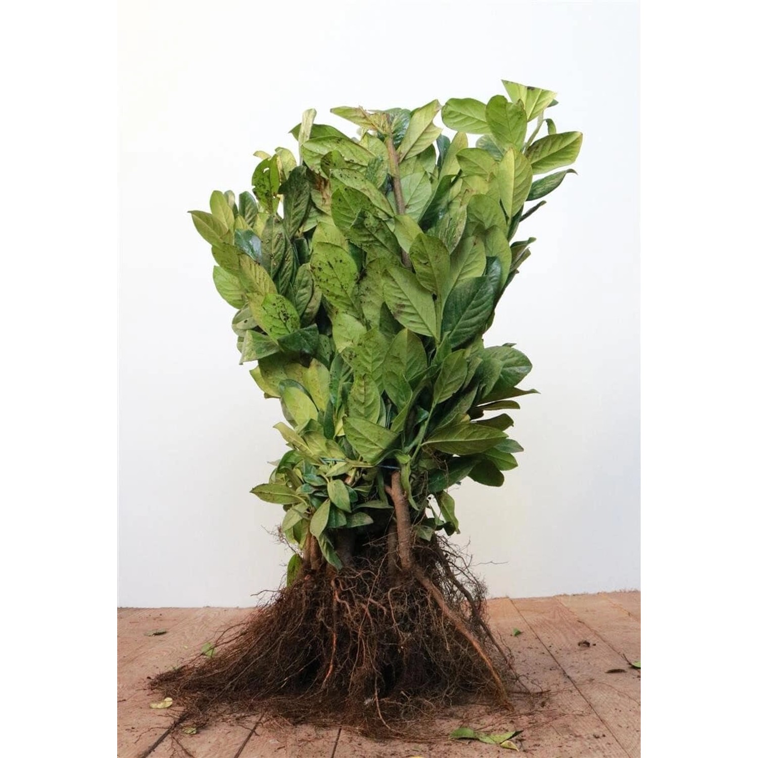 Prunus laurocerasus 'Novita' 40-60 cm günstig online kaufen