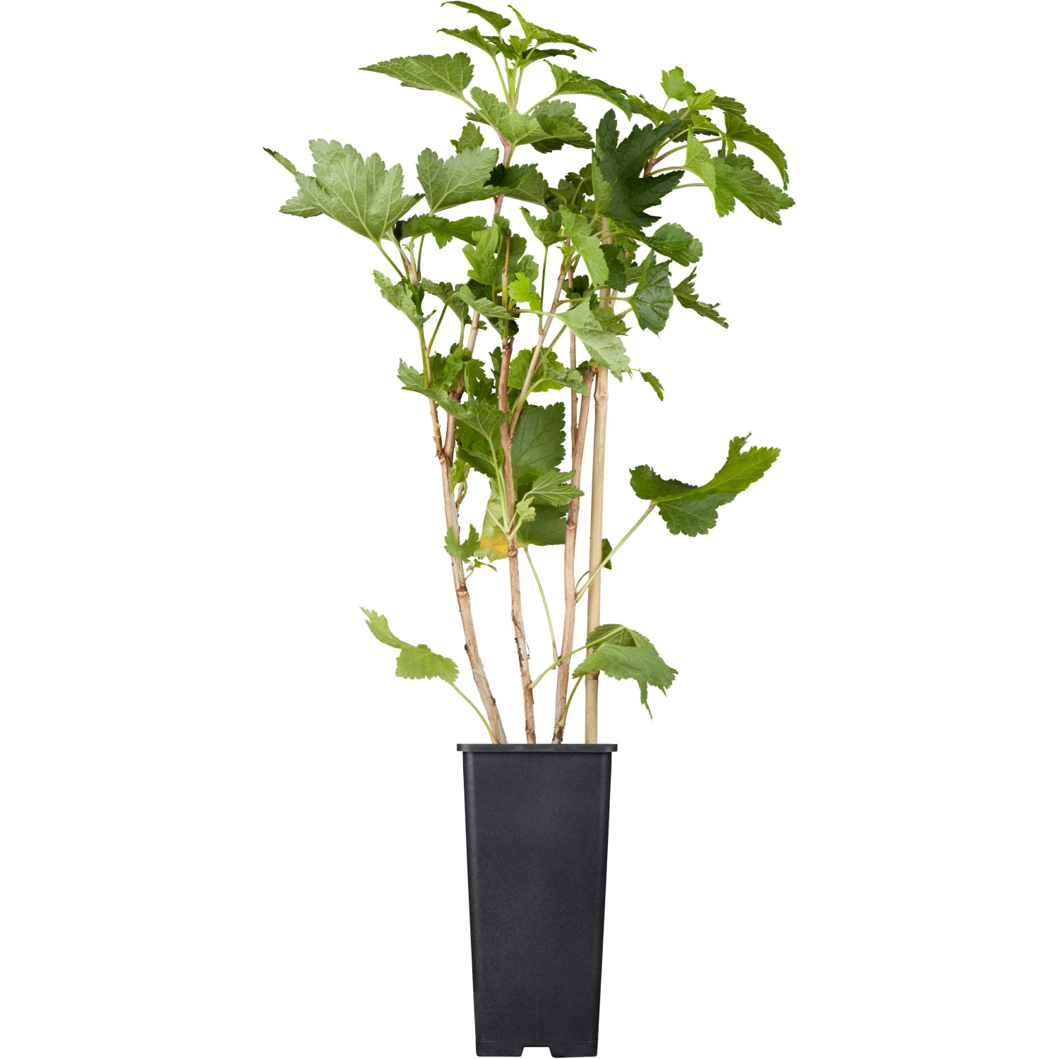 GROW by OBI Bio Johannisbeere Weiße Versailler Weiß Topf ca.2 l Ribes