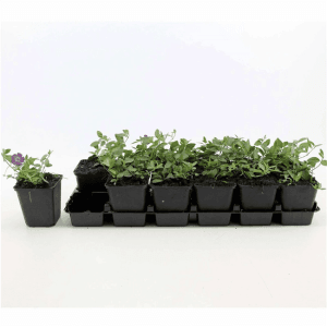 Bodendecker Vinca Minor Rubra im Topf, rote Blüten. Ideal als pflegeleichter Bodendecker.