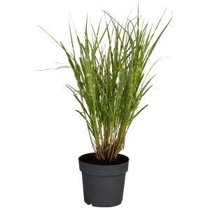 GROW by OBI Zebraschilf Strictus im Topf, ein dekoratives Chinaschilf mit gelb-grünen Blättern.