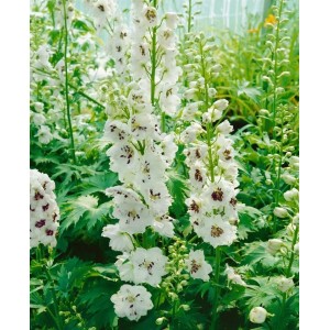 Delphinium Magic Fountain Weiß, 2 Liter Container, weiße Blütenstände im Sommer.