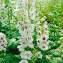 Delphinium Magic Fountain Weiß, 2 Liter Container, weiße Blütenstände im Sommer.