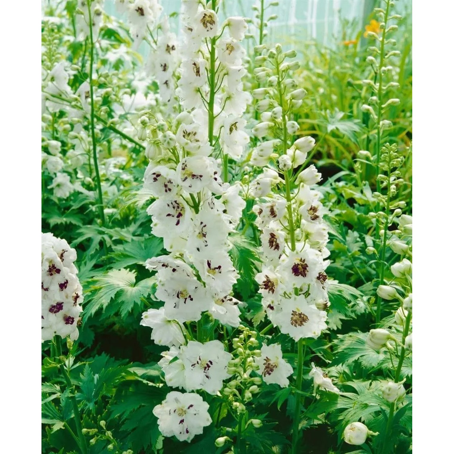 Delphinium Magic Fountain Weiß, 2 Liter Container, weiße Blütenstände im Sommer.