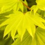 Nahaufnahme des goldgelben Laubs vom Japanischen Ahorn (Acer Shirasawanum Aureum).