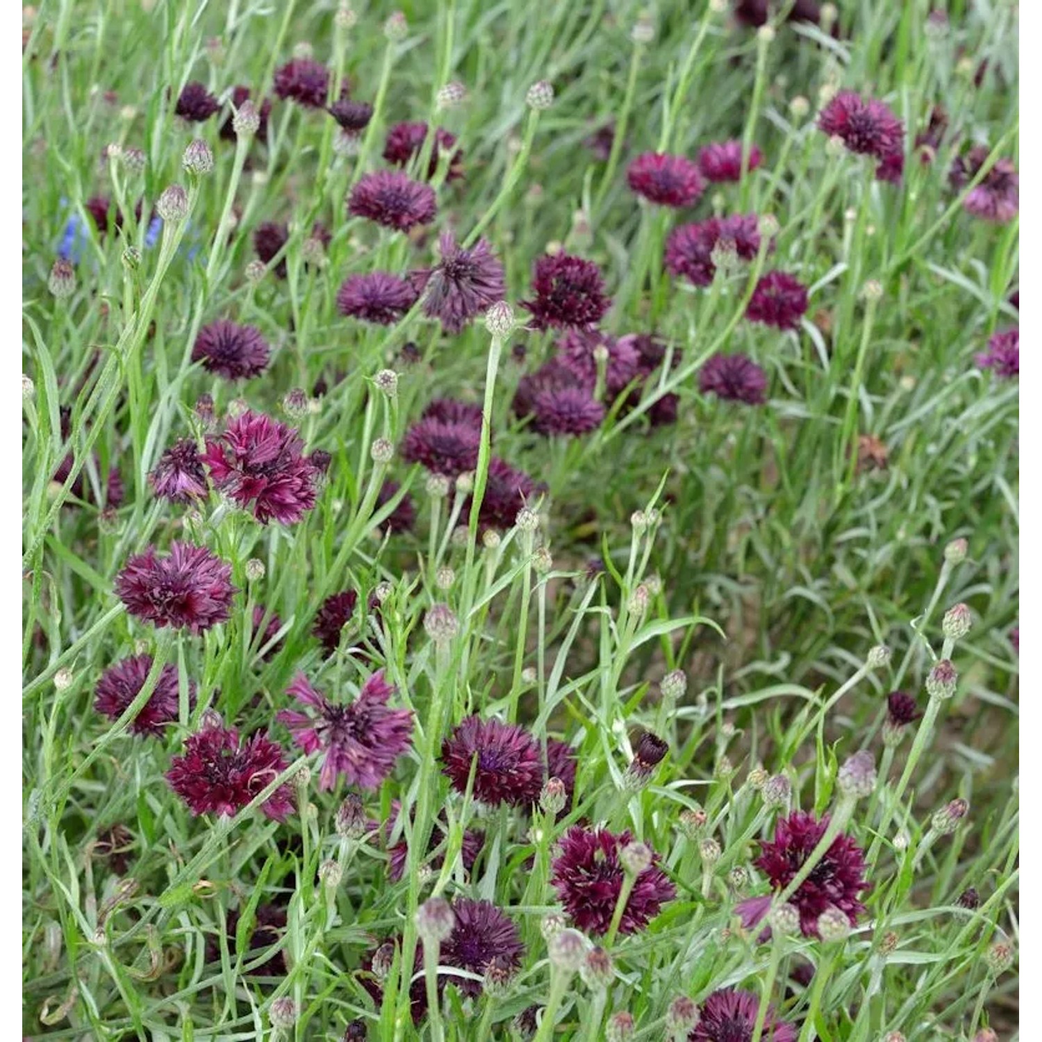 Rote Berg Flockenblume - Centaurea atropurpurea