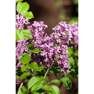 Nahaufnahme des Zwergflieders Syringa Meyeri mit lila Blüten und grünen Blättern.