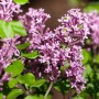 Nahaufnahme des Zwergflieders Syringa Meyeri mit lila Blüten und grünen Blättern.