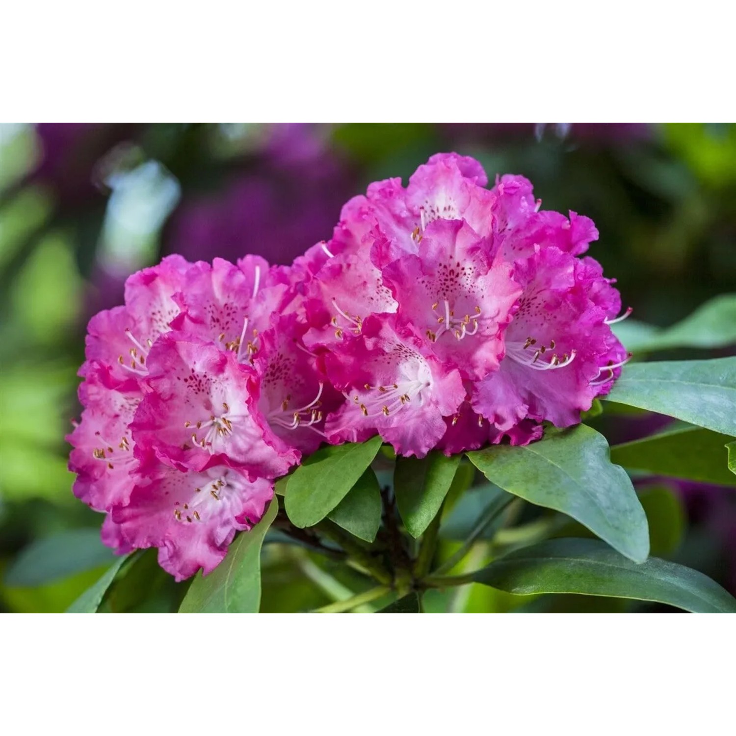 Pflanzen fr dich Rhododendron Heckenpflanze Quinte 3040 cm saurer Boden  kaufen bei OBI