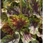 Purpurglöckchen Beauty Colour - Heuchera micrantha