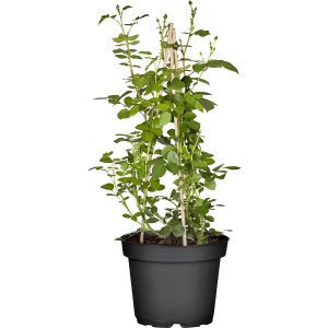 Gelb gestäbte Kletterrose im Topf, ca. 30-40 cm hoch.